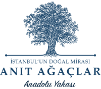 Anadolu Yakası Anıt Ağaçlar